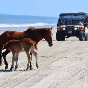 Bild von Wild Horse Adventure Tours