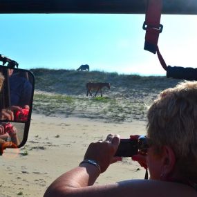 Bild von Wild Horse Adventure Tours