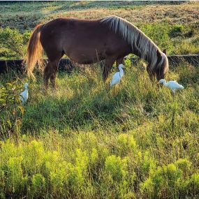 Bild von Wild Horse Adventure Tours