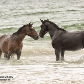 Bild von Wild Horse Adventure Tours