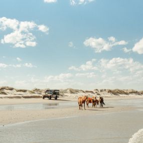 Bild von Wild Horse Adventure Tours