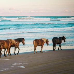 Bild von Wild Horse Adventure Tours