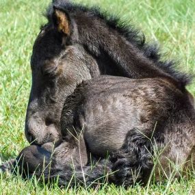 Bild von Wild Horse Adventure Tours