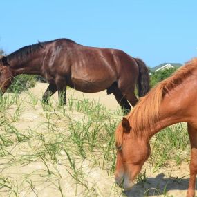 Bild von Wild Horse Adventure Tours