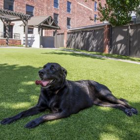 Midtown pet friendly apartments dog park with pet wash station