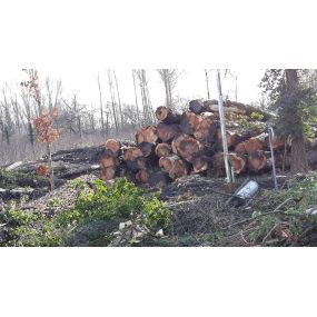 brandhout en bosontginning