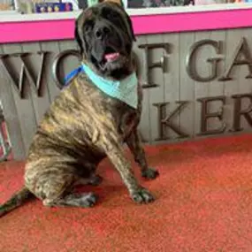 Bild von Woof Gang Bakery & Grooming South Tampa