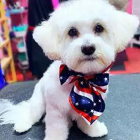 Bild von Woof Gang Bakery & Grooming South Tampa