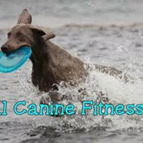 Bild von Paws & Effect Holistic