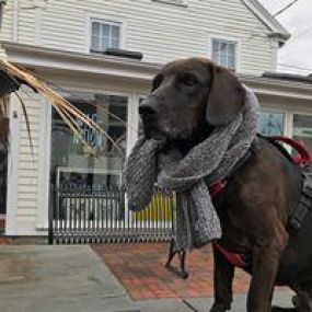 Do you need someone to deliver pet products at your doorsteps? Wag Nation is a local store-to-door delivery service in Rhode Island  to fulfill all of your companion animal’s needs.