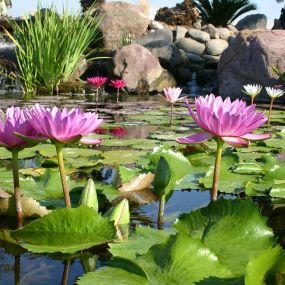 Bild von Charlotte Backyard Ponds