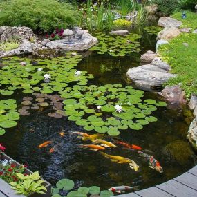 Bild von Charlotte Backyard Ponds