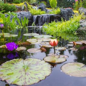 Bild von Charlotte Backyard Ponds