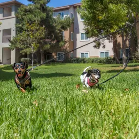 Pet friendly landscaping