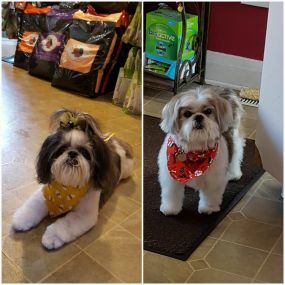 Bild von Razzle Dazzle Doggie Bow-tique