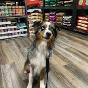 Does your pet need nutritional advice consultations? Tailwaggers - Whitefish provides access to organic, premium, and raw diets, and a wide range of holistic supplements for companion animals.