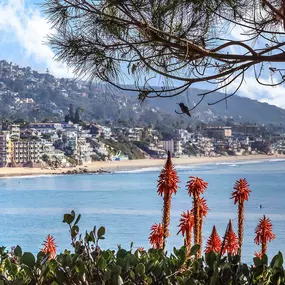 Laguna beach scenery