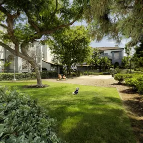 camden crown valley apartments mission viejo ca dog park