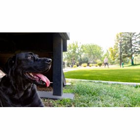 Dog park pet friendly community  at Camden Denver West Apartments in Golden, CO