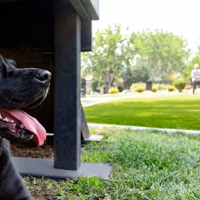 Dog park pet friendly community  at Camden Denver West Apartments in Golden, CO