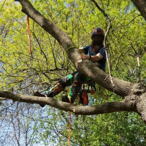 Bild von Pink's Tree Service