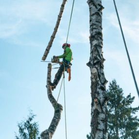 General Tree Service in McMinnville, OR