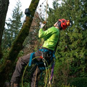 General Tree Service in McMinnville, OR