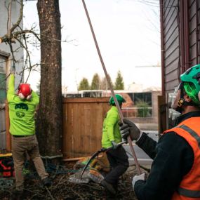 General Tree Service in McMinnville, OR