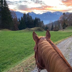 Lucky Horse Ranch