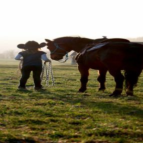 Lucky Horse Ranch