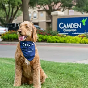 Dog model in front of Camden Cimarron sign