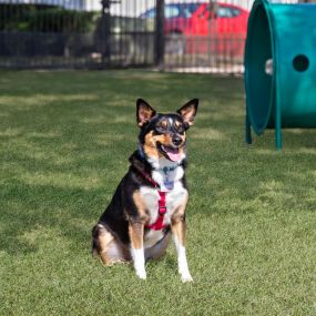 Dog model sitting near agility equipment in the dog park at Camden Legacy Park