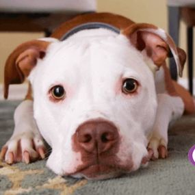 A-Abc Chem-Dry can remove difficult pet stains and odors with our patented PURT!