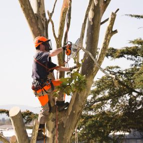 Bild von Hard Work Tree Services