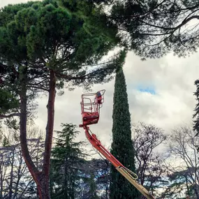 Bild von Hard Work Tree Services