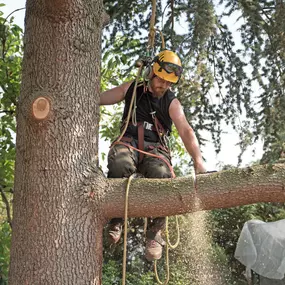 Bild von Hard Work Tree Services