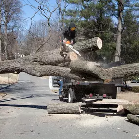 Bild von Hard Work Tree Services