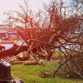 Bild von Hard Work Tree Services