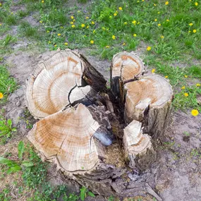 Bild von Hard Work Tree Services