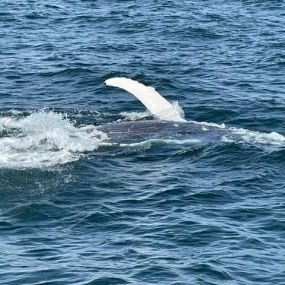 Cape Cod whale watch