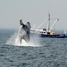 Whale breaching off of Beth Ann Charter boat in Provincetown, Cape Cod.
