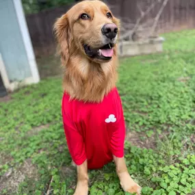 Steve Carpou - State Farm Insurance Agent - Office Dog