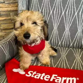 Steve Carpou - State Farm Insurance Agent - Jake