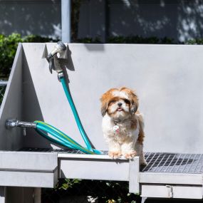 No bathtub is needed when you can take your dog to the pet grooming station.