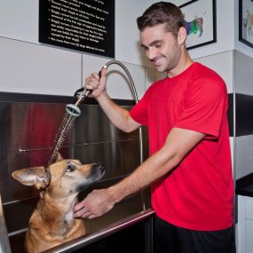 Paw spa with pet grooming station