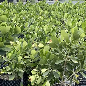 Bild von Grateful Tree and Hedge