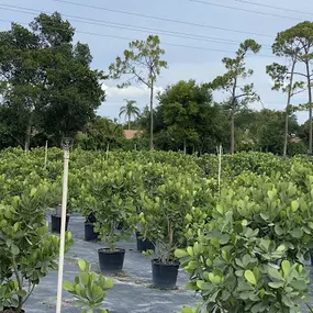 Bild von Grateful Tree and Hedge
