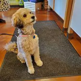 The Urban Dog is a locally owned family operated business in Michigan. We are a one-stop pet store offering a personalized customer experience to every visitor that walks through our door.