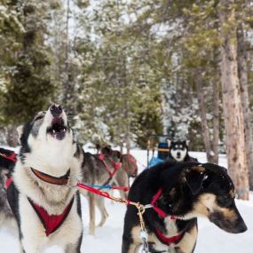 Amangani, USA - Activities, Sled Dog Tour