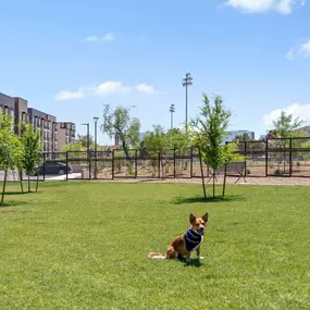 camden tempe apartments tempe az dog park with trees